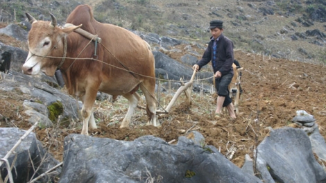 Trao bò sinh sản cho nạn nhân bom mìn các huyện vùng cao Hà Giang