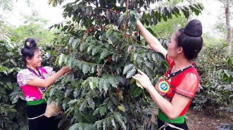 Mai Sơn tổ chức Ngày hội cà phê