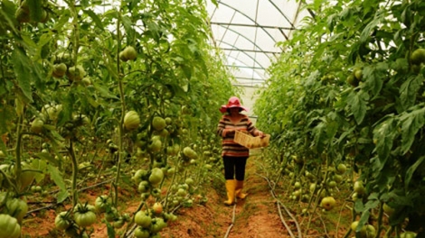 Người Cơ ho ở Ka Đô sản xuất nông nghiệp công nghệ cao