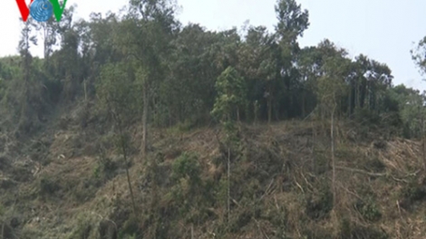 Bắt 56 đối tượng phá rừng tại huyện Mường Nhé
