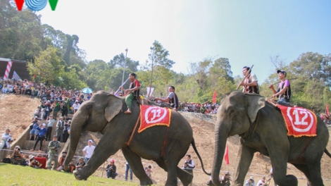 Lễ hội đua voi ở Đắc Lắc được cổ vũ nhiệt tình