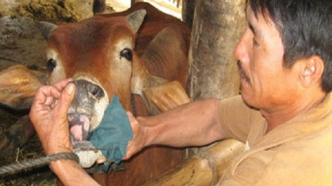 Tái phát dịch lở mồm long móng trên đàn bò ở Phú Yên