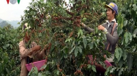 Xuất hiện bọ cánh cứng gây hại cây cà phê tại Kon Tum
