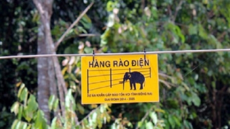 Đồng Nai rào điện cách li voi rừng khỏi khu dân cư