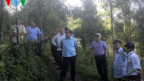 Hội đồng Dân tộc của Quốc hội đề nghị Lai Châu cần giữ vững quy hoạch phát triển rừng