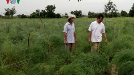 Nông dân người Chăm làm giàu trên vùng đất cát Ninh Thuận