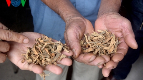 Người Dao ở Quảng Ninh biến lá thuốc nam thành hàng hóa