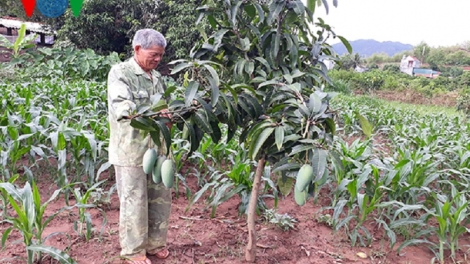 Thương binh Quàng Văn Súa làm kinh tế VAC