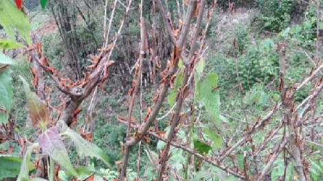 Xuất hiện nhiều châu chấu tre trên địa bàn huyện Nậm Pồ