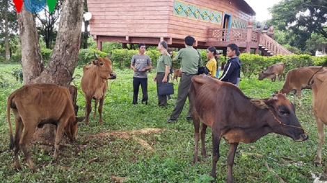 Cục An ninh Tây Nguyên trao bò giống cho hộ nghèo