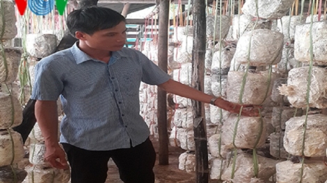 Thạc sỹ người Thái về bản làm giàu bằng nghề trồng nấm