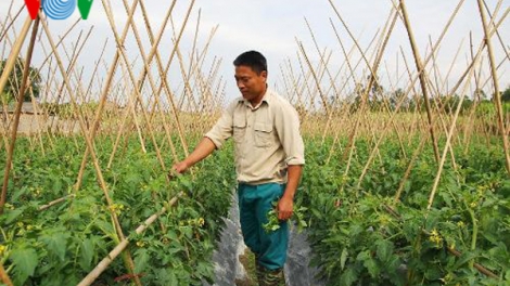 Lập nghiệp bằng cách trồng rau quả an toàn