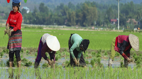 200ha lúa ở Điện Biên bị ảnh hưởng giá rét