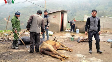 Hơn 600 con gia súc bị chết rét trong vòng 1 tháng qua