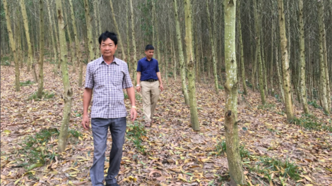 Tuyên Quang: Quản lý và kinh doanh rừng theo chứng chỉ FSC