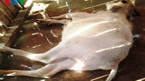 Gần 1.000 con trâu, bò bị chết rét, Sơn La thiệt hại hàng chục tỷ đồng