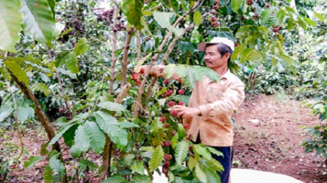 Hộ nghèo Kon Tum trồng được hơn 1.000ha cà phê chè