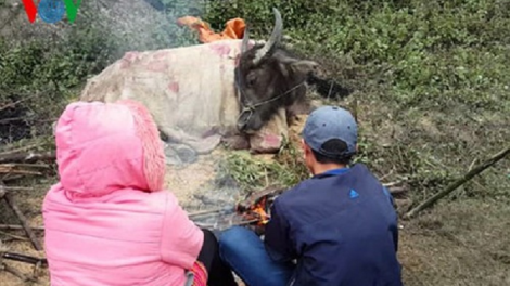 Yên Bái: Số gia súc bị chết rét tăng lên gần 100 con