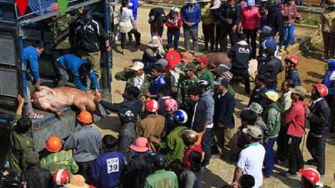 Kon Tum tặng 100 con lợn cho đồng bào dân tộc thiểu số ăn Tết