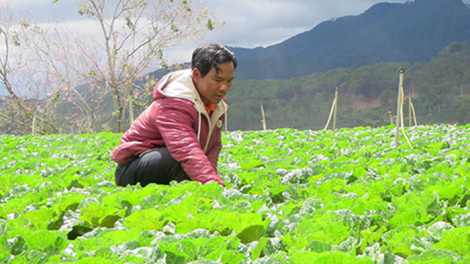 Nông dân Đạ Sar học nhau làm nông nghiệp công nghệ cao