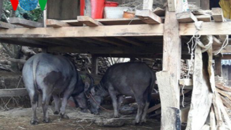 Yên Bái: Gia súc chết rét lên tới 325 con