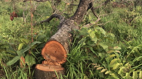 Đắk Lắk: Phát hiện vụ phá gần 20 ha rừng