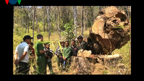 Đắk Lắk: Truy tố 15 đối tượng phá rừng Vườn quốc gia Yok Đôn