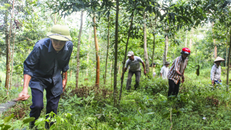 Điện Biên: chi trả dịch vụ môi trường rừng