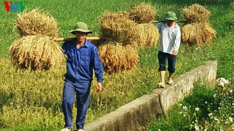 Yên Bái: Lúa được mùa, được giá