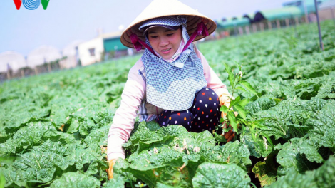 Lâm Đồng: đẩy mạnh liên kết tiêu thụ sản phẩm nông nghiệp