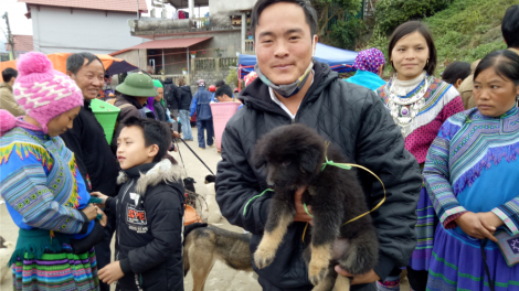 Khám phá "sàn giao dịch chó" tại chợ phiên Bắc Hà