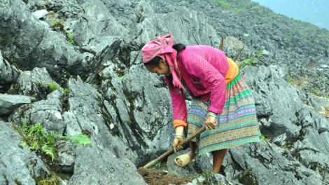 Người Mông "bắt" đá nở hoa qua kỹ thuật thổ canh