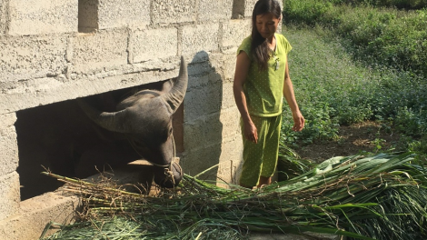 Quảng Uyên thay đổi tập quán nuôi nhốt gia súc gầm sàn nhà