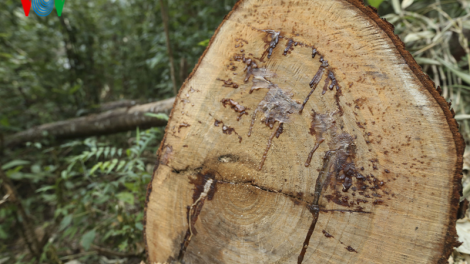 Kết quả bước đầu điều tra vụ phá rừng trái pháp luật tại Nà Pen