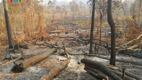 Gia Lai: 2,7ha rừng vành đai biên giới Ia O bị tàn phá
