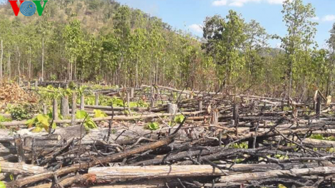 Đắk Lắk: phá rừng vẫn phức tạp do dân di cư ngoài quy hoạch