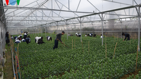 Lâm Đồng: Khi học sinh học làm nông nghiệp công nghệ cao