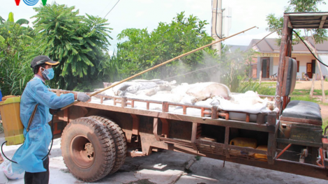 Lâm Đồng tiêu hủy hơn 45 tấn lợn chết vì dịch tả lợn châu Phi