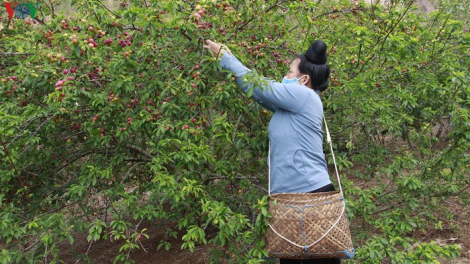 Sơn La: Mận chín đỏ cây, nông dân lo đói