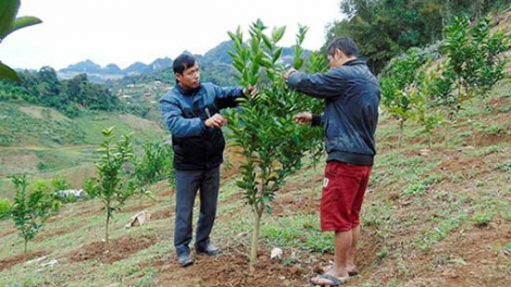 Nghề trồng cây ăn quả trên đất dốc, biến khó khăn thành lợi thế