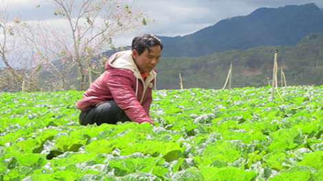 Đồng bào dân tộc ở Đạ Sar làm nông nghiệp công nghệ cao