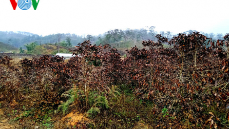 Hàng trăm héc ta cà phê ở Lâm Đồng mất trắng vì sương muối