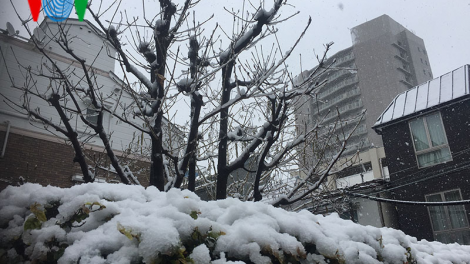 Chiêm ngưỡng vẻ đẹp Tuyết rơi trong mùa Xuân tại Nhật Bản