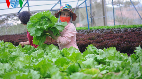 Sản xuất liên kết theo chuỗi, nông sản Lâm Đồng nhẹ nhàng ứng phó mùa dịch