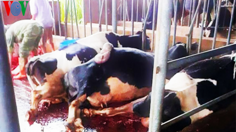 Lâm Đồng: sét đánh khiến 10 con bò sữa chết gục trong chuồng