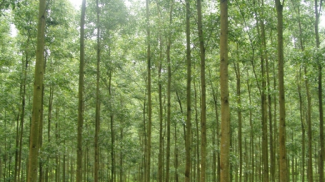 Nghề trồng cây lấy gỗ theo tiêu chuẩn Viet Gap xuất khẩu