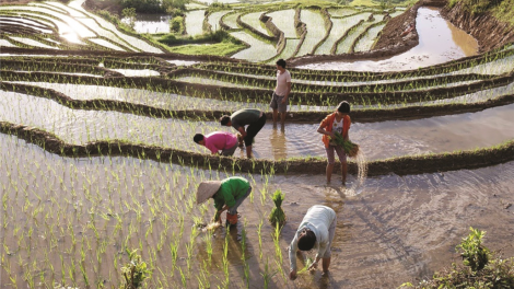 Yên Bái , Lào Cai hỗ trợ người dân duy trì sản xuất