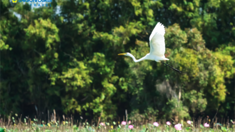 Khám phá vườn quốc gia tràm chim mùa nước nổi