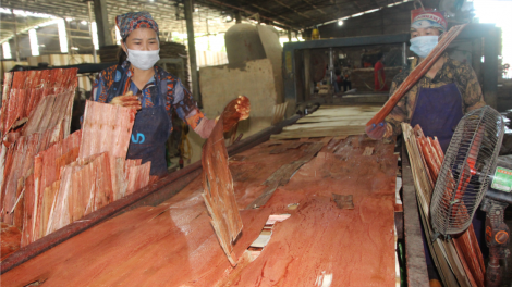 Sản xuất, chế biến gỗ rừng trồng - “cứu cánh” cho lao động Yên Bái giữa đại dịch