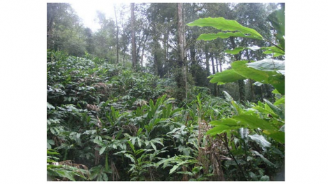 Trồng dược liệu dưới tán cây ăn quả -  cách “Lấy ngắn nuôi dài” hiệu quả ở vùng cao Lào Cai